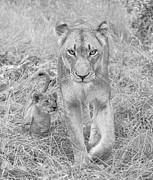 Lioness and Cub Walking Photograph by Rebecca Herranen