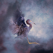 Little Blue Heron 26A Photograph by Sally Fuller