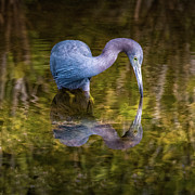 Little Blue Heron 43A Photograph by Sally Fuller