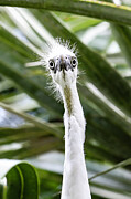 Little Blue Heron 88A Photograph by Sally Fuller