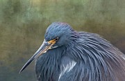 Tri Colored Heron #1 Photograph by Rebecca Herranen