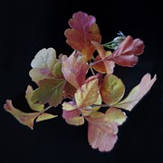 Little Leaves Photograph by Joy Garso