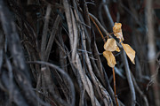 Golden Leaves Photograph by Gian Smith