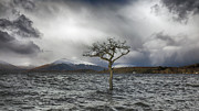 Loch Lomond Tree -Milarrochy Bay Photograph by Grant Glendinning