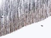 Lone Bull Photograph by Alden White Ballard