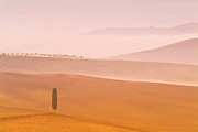 Tuscany - Lone cypress tree on Misty morning, Val d'orcia, Tuscany, Italy Photograph by Neale And Judith Clark