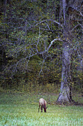 Lone Elk in the Meadow Photograph by Shannon Williams