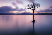 Lone tree dusk at Milarrochy Bay, Loch Lomond, Scotland Photograph by Neale And Judith Clark