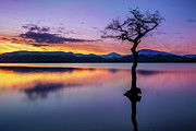 Lone tree sunset at Milarrochy Bay, Loch Lomond, Scotland Photograph by Neale And Judith Clark