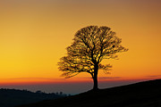 Lone winter tree at Sunset Photograph by Neale And Judith Clark