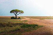 Lonely acacia tree in Etosha National Park, Namibia, Africa Photograph by Miroslav Liska