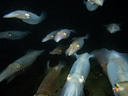 Longfin Squid in formation Photograph by Brian Weber