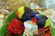 Lorikeet Love Photograph by Gina Fitzhugh