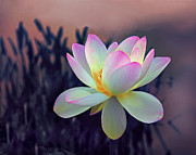 Lotus Afloat Photograph by Jessica Jenney