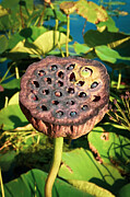 Lotus Seedpod Photograph by Travel Essayist