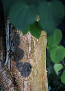 Love from the Katsura Tree Photograph by D Lee