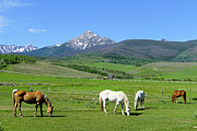 Lunchtime Grazing Spot Photograph by Sunniye Buesing