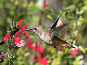 Lunchtime Photograph by Joe Schofield