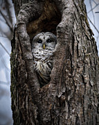 Lurker Photograph by James Overesch