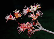 Maple Blossom Photograph by Steven Nelson