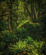 Magical Forest Photograph by Kevin Schwalbe
