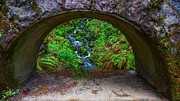 Magical Waterfall Photograph by DeAnna Lord