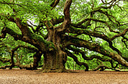 Mystical Angle Oak Tree larger image Photograph by Louis Dallara