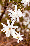 Magnolia Blooming Photograph by Travel Essayist
