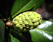 Magnolia Cone Photograph by Steven Nelson