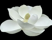 Magnolia Flower on Black Photograph by Catherine Wilson