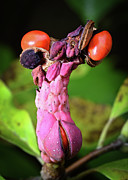Magnolia Seed Pod Photograph by Steven Nelson
