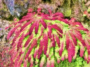 Maiden Hair Ferns Digital Art by Bruce Block