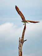 Majestic Photograph by Gina Fitzhugh