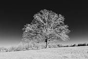 Majestic Oak Photograph by Charles Hite