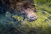Manatee 2A Photograph by Sally Fuller
