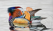 Mandarin Duck Pastel by Mark Ray