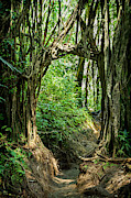 Manoa Falls Banyan Arch Photograph by Kelley King