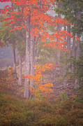 Maple Gold Photograph by Jeff Sinon