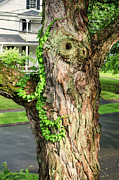 Maple Trunk Photograph by Steven Nelson