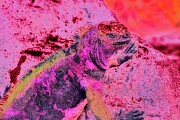 Marine Iguana portrait Digital Art by Bruce Block