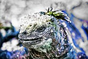 Marine Iguana Under the Sun Digital Art by Bruce Block