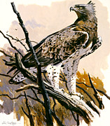 Martial Eagle Painting by John Swatsley