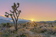 May 2021 Joshua Tree Sunset Photograph by Alain Zarinelli