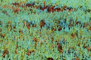 Meadow Abstract Digital Art by Bruce Block