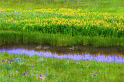 Meadow of Wildflowers in Colorado Photograph by Kevin Schwalbe