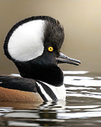 Merganser Closeup Photograph by James Overesch