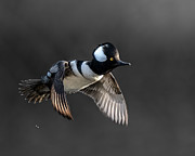 Merganser Flight Photograph by James Overesch