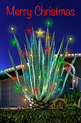 Merry Christmas Agave Photograph by Kelley King