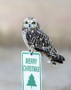 Merry Christmas Shorty Photograph by James Overesch