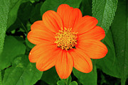 Mexican Sunflower Photograph by Brian Weber